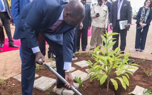 14M Trees Planted During National Tree Growing Day, Govt